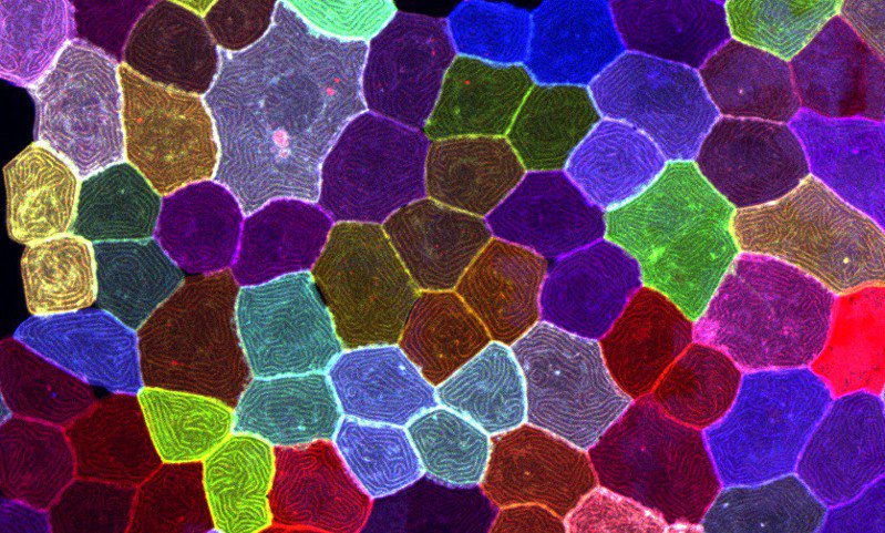 中央研究院細胞與個體生物學研究所助研究員陳振輝以斑馬魚為研究對象，長期深入探索生物再生過程的細胞和分子機制，研發多顏色活細胞標誌工具（Palmskin），用上百種不同顏色來標誌不同的表皮細胞，並能即時、高解析度追蹤斑馬魚體表所有皮膚細胞的動態行為。圖／中研院提供