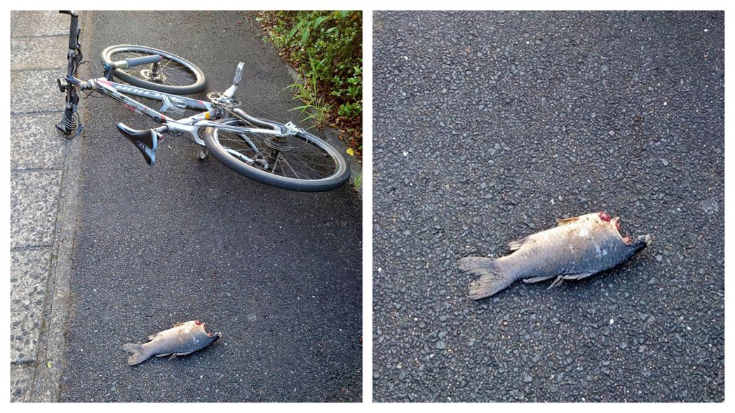一名網友騎腳踏車突然被天降死魚打到頭慘摔車。 (圖/取自推特)