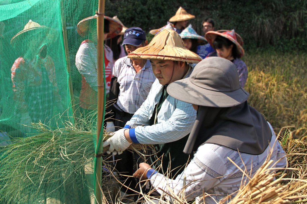 好丘使用友善生態系的石虎米，製作五穀米香貝果。 圖／好丘Good Cho's提供