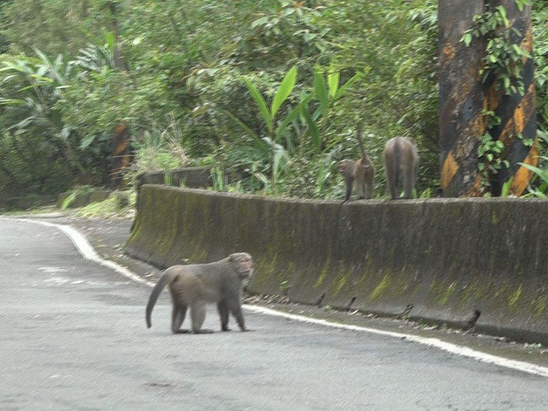 平溪區的汐平公路上，可以看到野生獼猴就在路上走來走去，里長林慶賢也呼籲民眾和牠們和平共處。 圖／觀天下有線電視提供