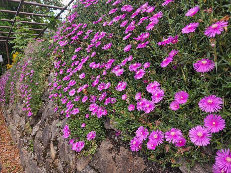 成群的「軟葉鱗菊」，集中在武陵農場行政中心及蔣公別館旁花圃，鮮艷美麗。圖／武陵農場提供