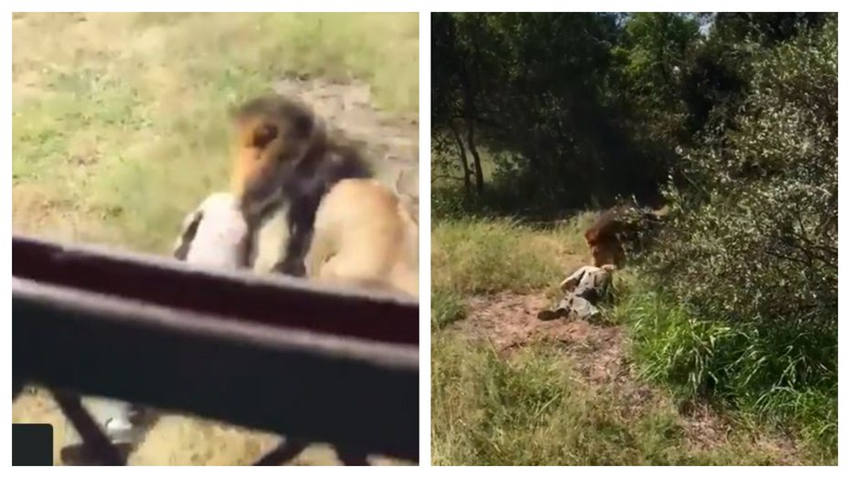 動物園園主兼飼育員被獅子叼行拖走，全身重傷。 (圖/取自影片)