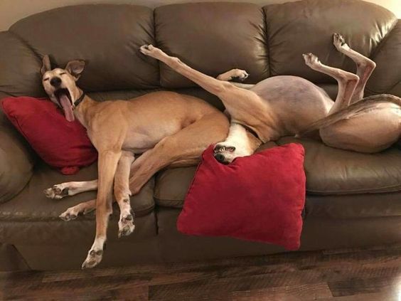 兩隻狗狗的戲精睡姿讓不少網友直呼太神了。 (圖/取自Reddit)
