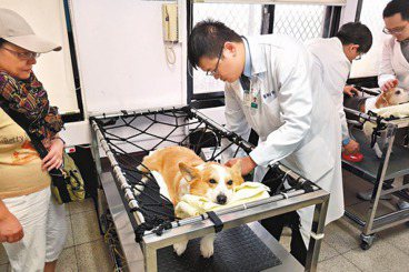 陳凌／窒礙難行的法規，遭忽視的動物用藥爭議：一位獸醫師的執業觀察