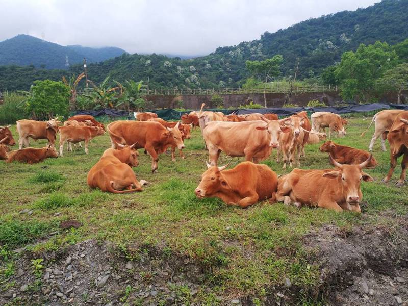 宜蘭縣的黃牛、水牛數，截至去年底共有310頭，此為冬山地區的黃牛。圖／宜蘭縣政府農業處提供