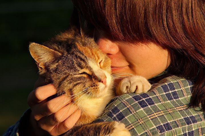 好味小姐和網友分享養大貓和小貓的差異。圖／pixabay