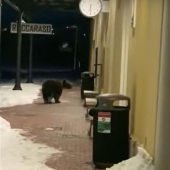 居民在車站發現上次那隻棕熊：又是牠！圖／mirror.co.uk