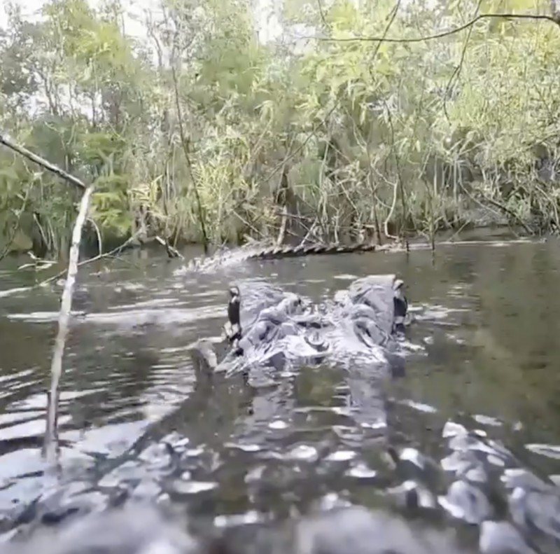 一隻短吻鱷發現了GoPro相機。圖／翻攝自IG bobbywummerphotog