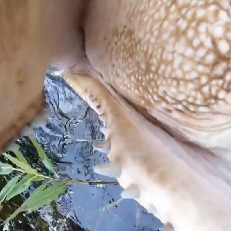 一隻短吻鱷發現了GoPro相機。圖／翻攝自IG bobbywummerphoto...