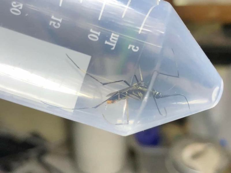 一名網友捕獲大型蚊子，po網後反被勸不要殺牠。
圖擷自Facebook
