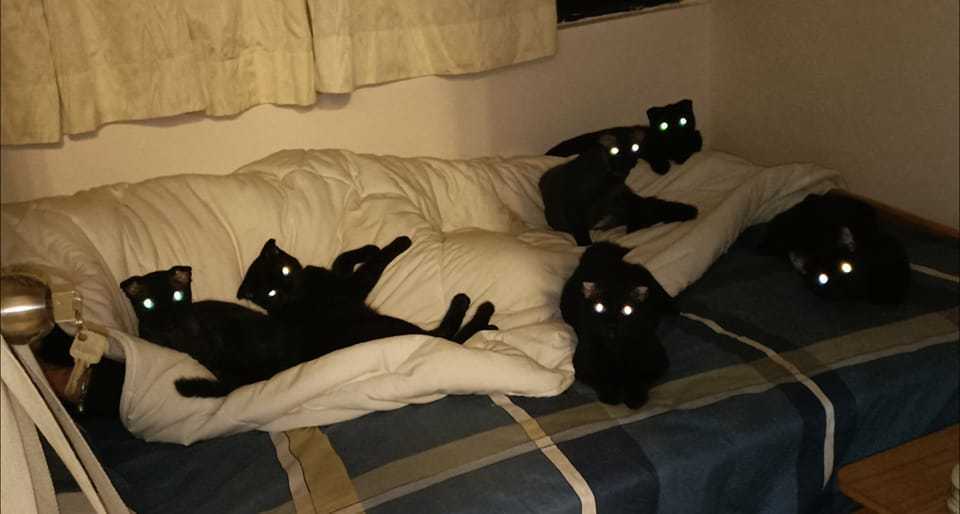 一名貓奴曬出自己的房間，床全被「煤炭精靈」佔滿。圖擷自愛貓聯盟
