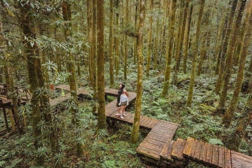 國父百歲紀念林裡的另一條森林童話步道則是沿著山勢而建的Ｚ字型步道。 圖／IG @...