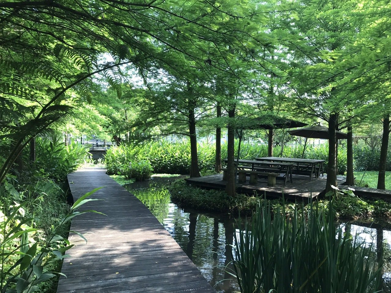 花泉田園美食坊的綠蔭樹下，適合散步乘涼，讓身心靈放鬆。 圖／花泉提供