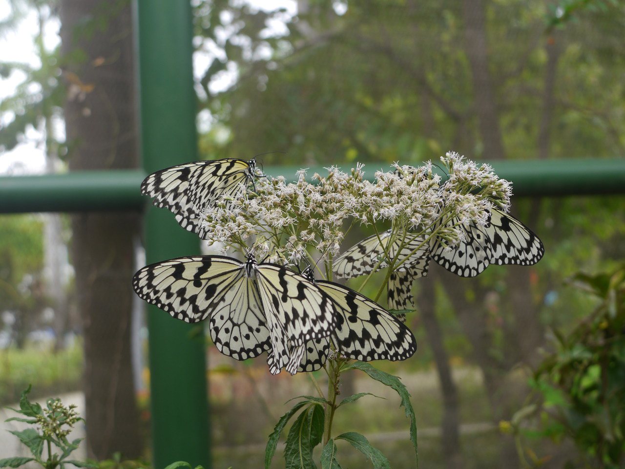 大白斑蝶三五成群，不怕人聲雜沓。 圖／徐白櫻 攝影