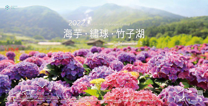 2022年竹子湖繡球花季將於520登場。圖/北投區農會提供