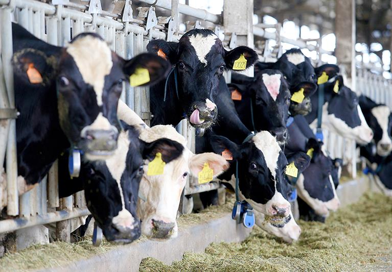 原物料上漲，酪農撐不住，提出生乳上漲5%的訴求。本報資料照片