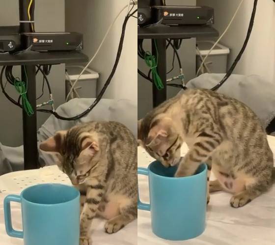 就是喜歡喝別人馬克杯裡的水的貓。圖／翻攝自Dcard
