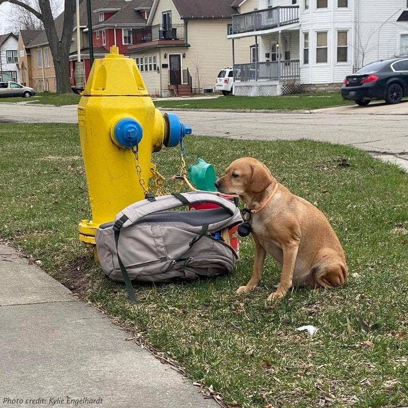 美國有狗狗被主人綁在消防栓上棄養，照片令網友心碎。擷自「Green Bay Campus - Wisconsin Humane Society」臉書
