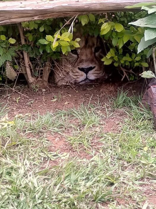 民眾發現草叢裡躲了一隻「大獅子」，其實只是個購物袋。圖擷自@kwskenya