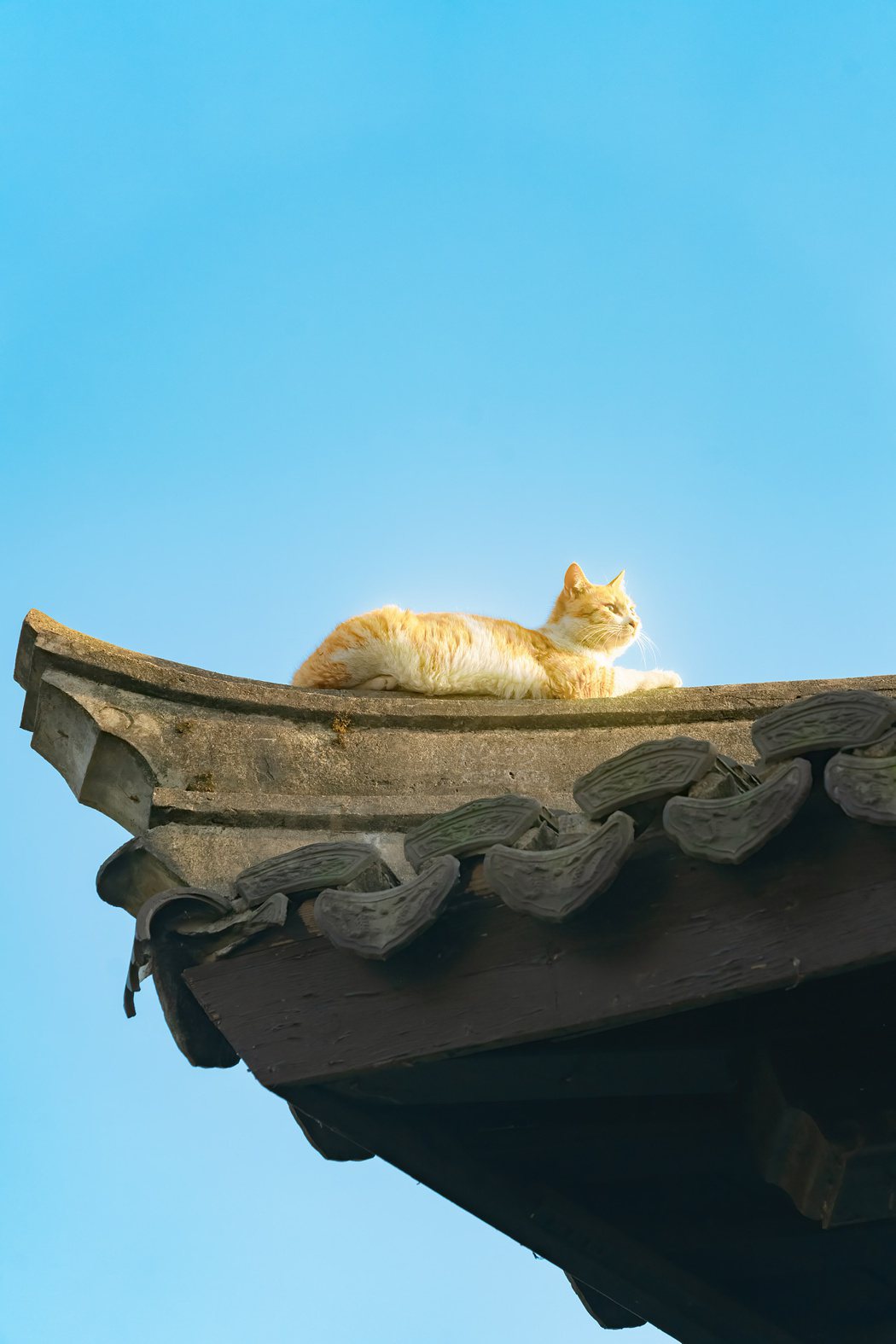 貓咪待在屋脊上曬太陽。圖取自微博