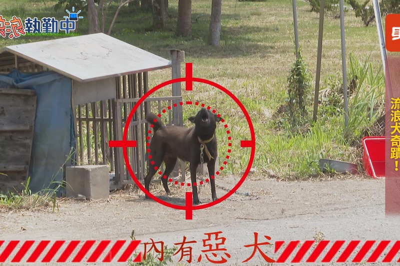 只要有陌生人靠近農場，工作犬小黑就會不斷的吠叫，台南市自民國100年開始，為了解決零安樂死造成收容所爆量問題，陸續幫所內的犬隻訓練成多種型態的工作犬，受到不少農牧場飼主的歡迎。記者王彥鈞／攝影