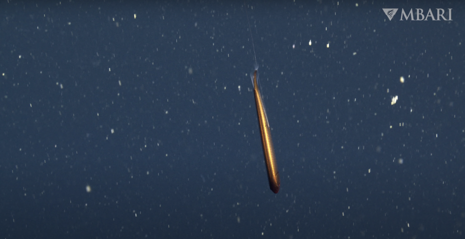 以為是一條金色魚雷？其實是相當罕見的深海魚「弗氏深巨口魚」。 （圖/取自影片）