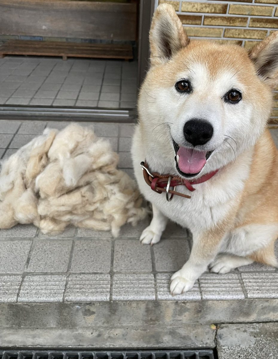 柴犬在換毛期掉下來的毛累積起來竟然有半隻柴犬高。 （圖/取自推特）