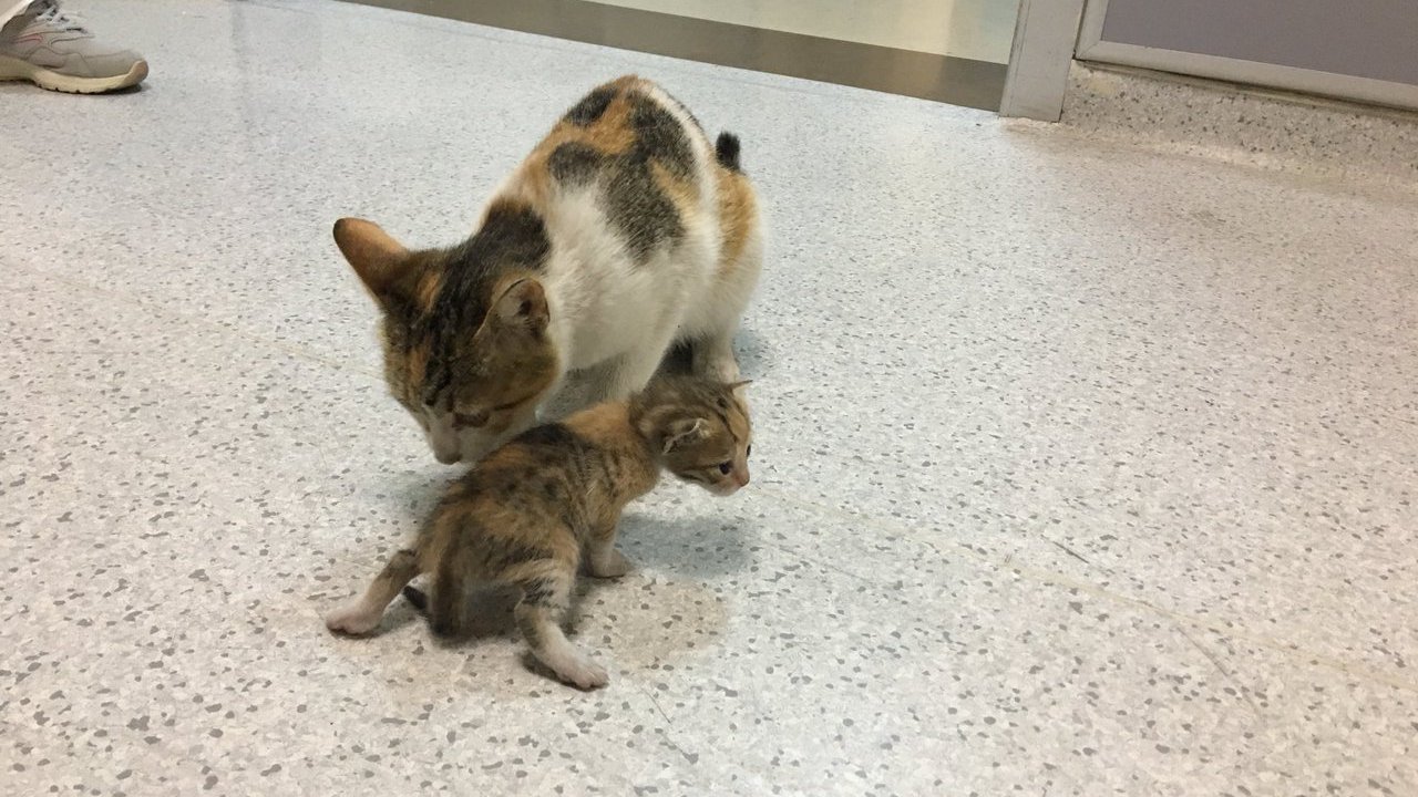 小貓病危！母貓叼著牠衝急診室：救救我孩子 診間焦慮徘徊護理師急救援