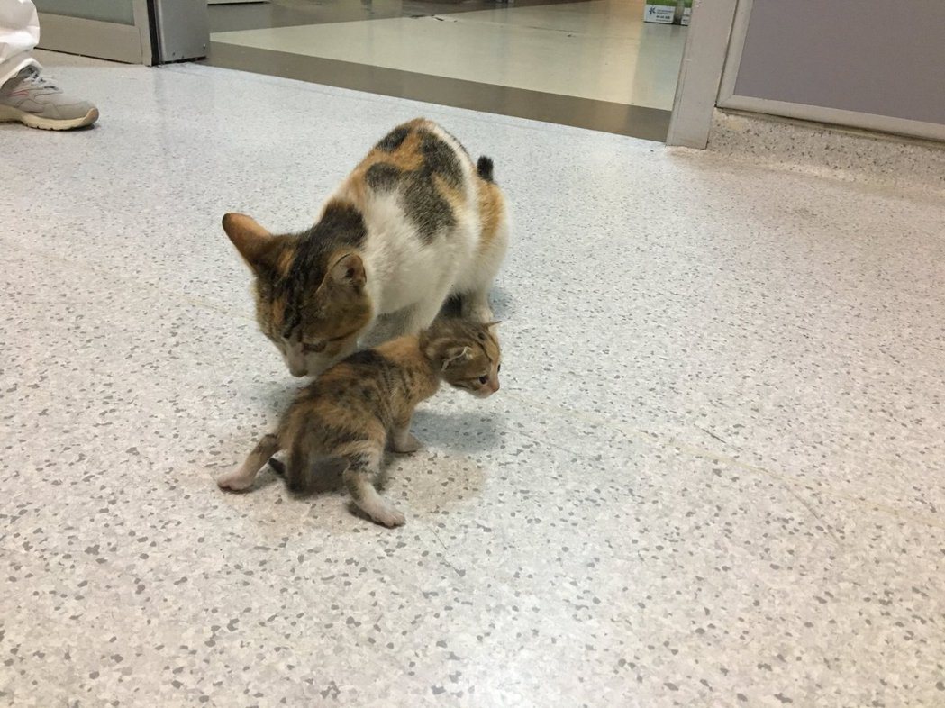 三花貓媽媽叼著自己有氣無力的孩子進到醫院急診室求救。 (圖/取自推特)