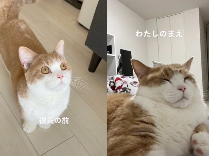 貓咪「法蘭君」有兩張臉孔。（圖／翻攝自Tik Tok@shingekinofra...