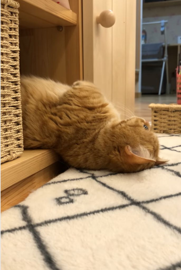 一名飼主分享家中貓咪從櫃子流出來的畫面。圖／chomiputi