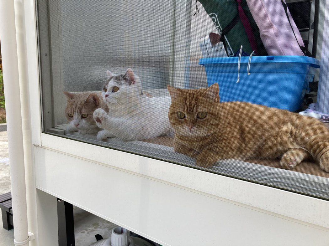 從櫃子流出來的貓咪和牠的姊妹們。圖／chomiputi