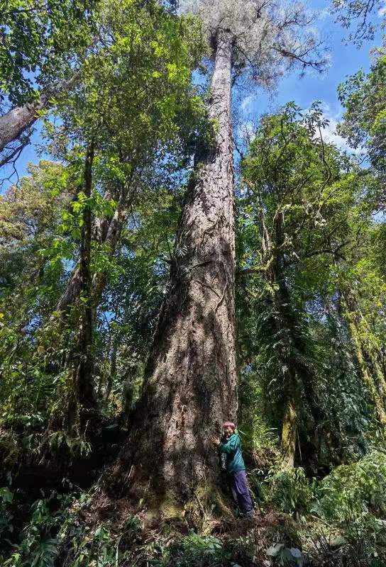 西藏墨脫縣發現一棵不丹松，高76.8公尺，成為大陸新樹王。（人民日報客戶端）