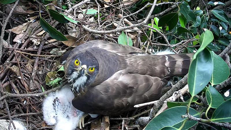 大安森林公園之友基金會、台灣猛禽研究會今年再度啟動鳳頭蒼鷹育雛直播計畫。圖／台灣猛禽研究會提供