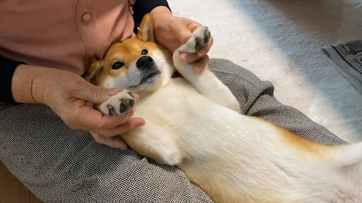 Yuki醬一臉舒服的躺在奶奶腿上。圖／ShibaInu Yuki-chan柴犬ゆきちゃん
