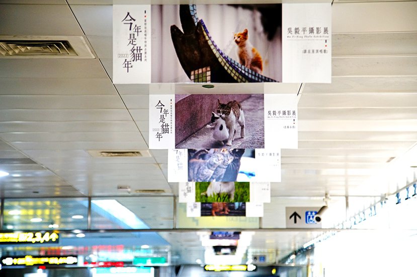 吳毅平拍貓25年，以鏡頭捕捉臺灣、日本歐洲等地的街貓日常。長期觀察和蹲點，讓他拍...