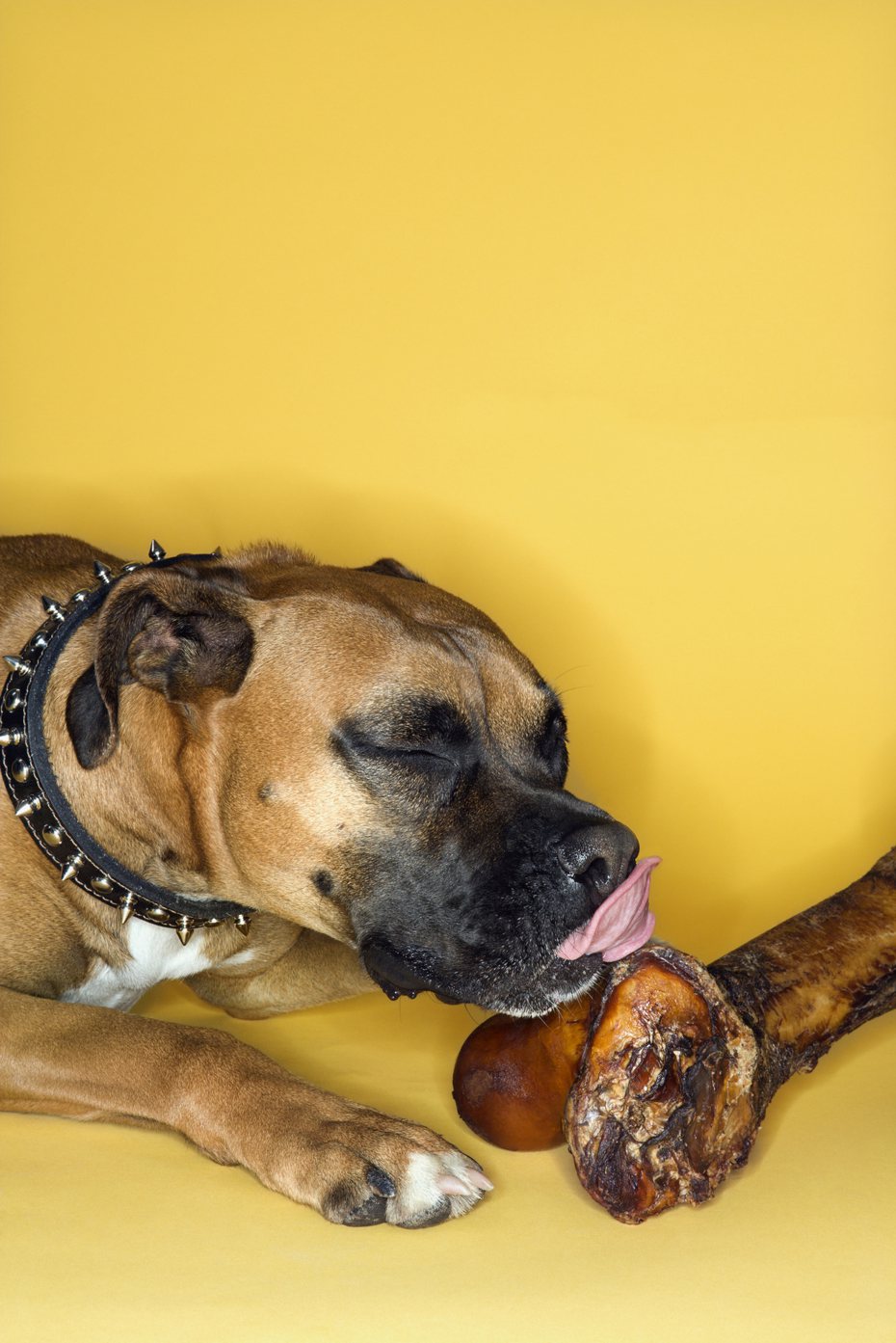 一隻貪吃的拳師狗突然吃不下飯，帶去檢查發現牠竟然吞了16顆高爾夫球下肚。圖為示意圖，非當事拳師狗。 （圖/Ingimage）