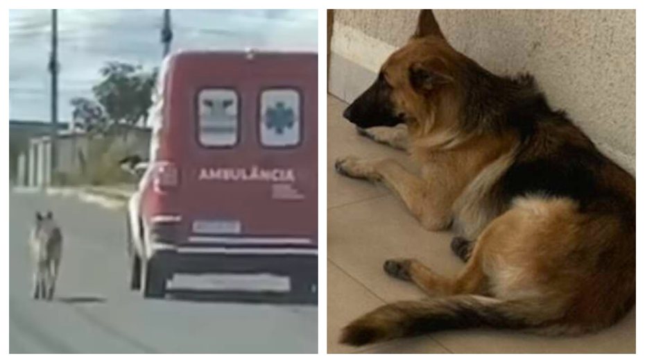 一名男子送急診，他的愛犬放心不下一路狂奔追在救護車後面，到了急診室還很擔心。 (圖/取自The Dodo)