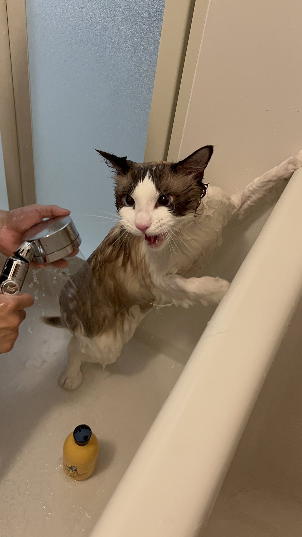 貓咪：我要捍衛我最後的尊嚴不洗澡！ （圖/取自推特）