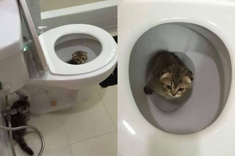 一隻貓咪不知何故困在馬桶裡，向主人發送出求救的眼神。圖擷自Taiping Zone