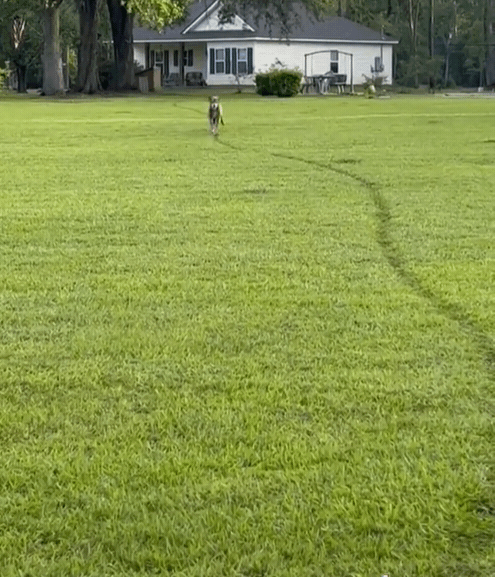狗狗史酷比長時間往返兩個家，在草地上留下一道明顯的痕跡。圖擷自
scoobyd...