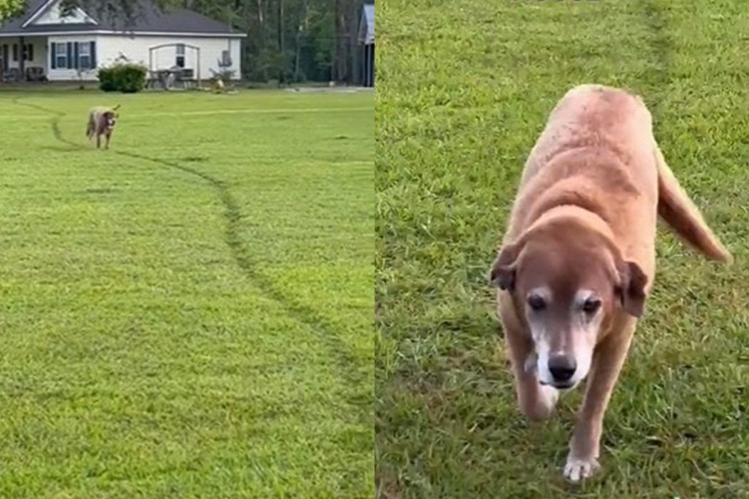 狗狗史酷比長時間往返兩個家，在草地上留下一道明顯的痕跡。圖擷自
scoobydoolife