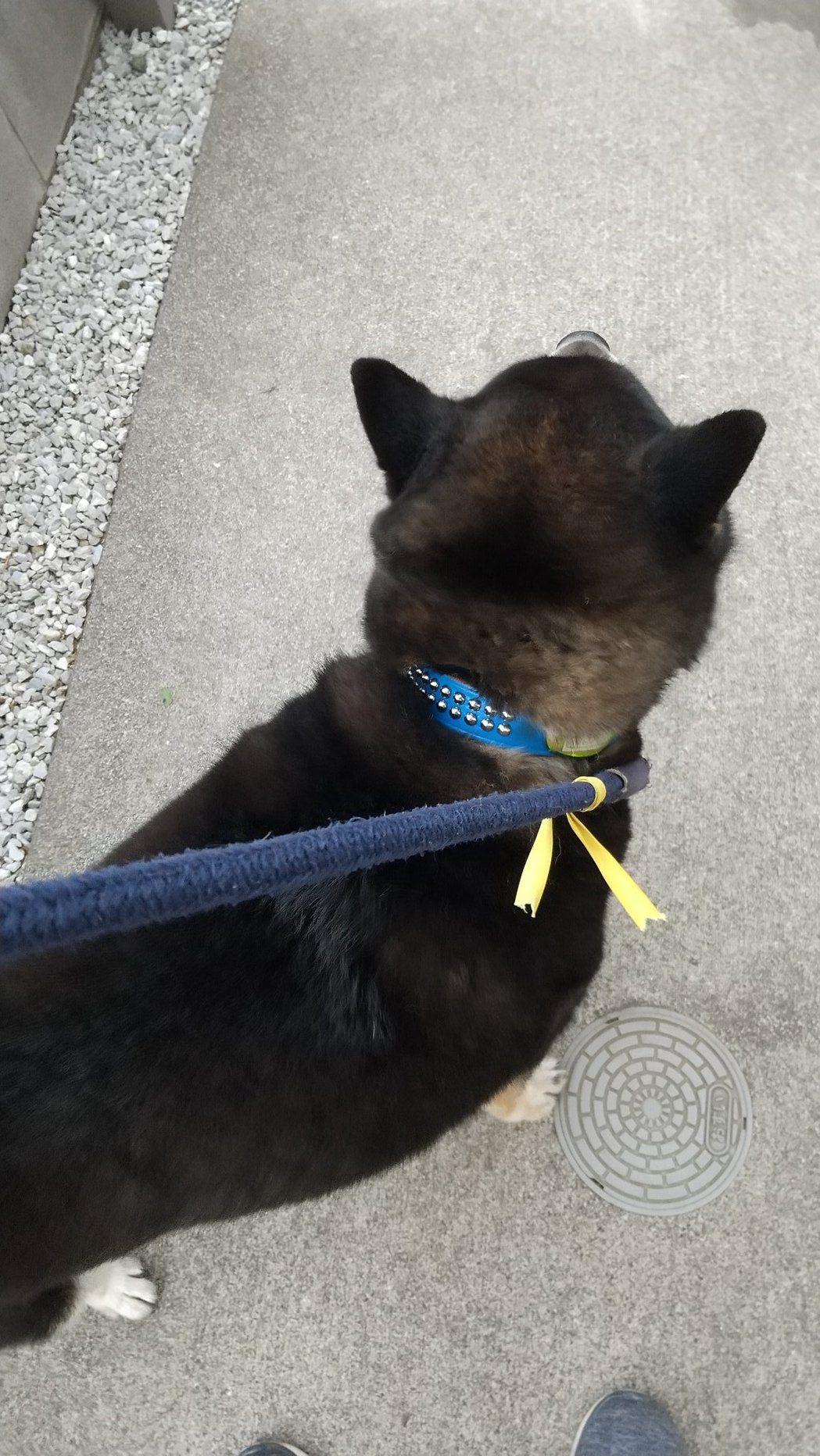 一名日本飼主幫狗狗繫上黃絲帶，其實有特殊涵義。圖取自推特＠IYW07Ovv6b38lsB