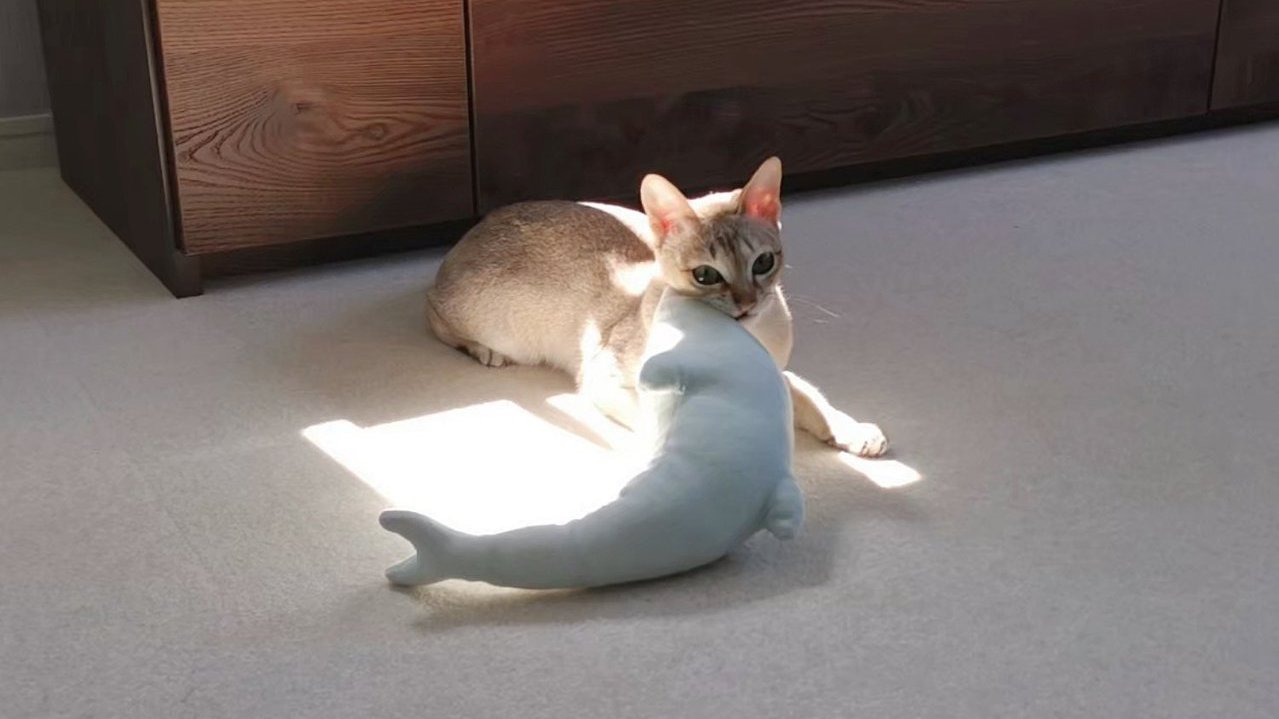 看到貓奴曬棉被 「家政喵」把海豚玩偶拿去曬太陽..自己順便做日光浴