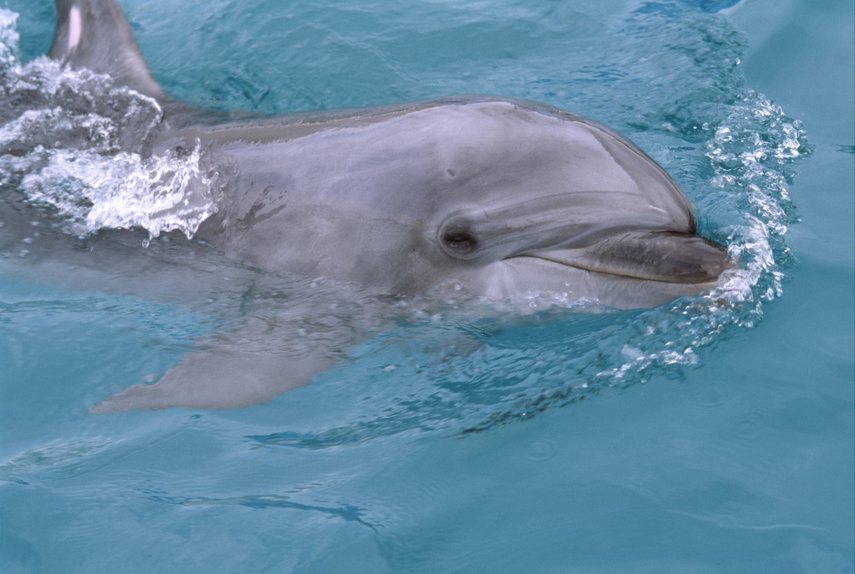 研究團隊發現，海豚會靠「尿味」來辨認對方是敵是友。（示意圖／Ingimage）