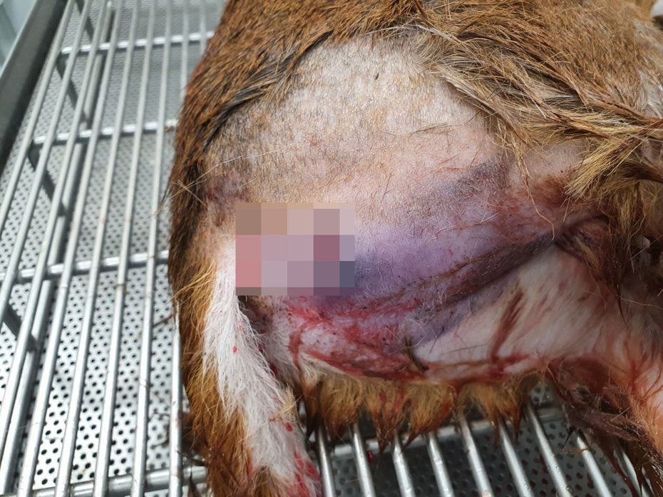 一隻母山羌最近在苗栗縣山區疑遭中型犬攻擊，因緊迫而死。圖／苗栗縣政府提供