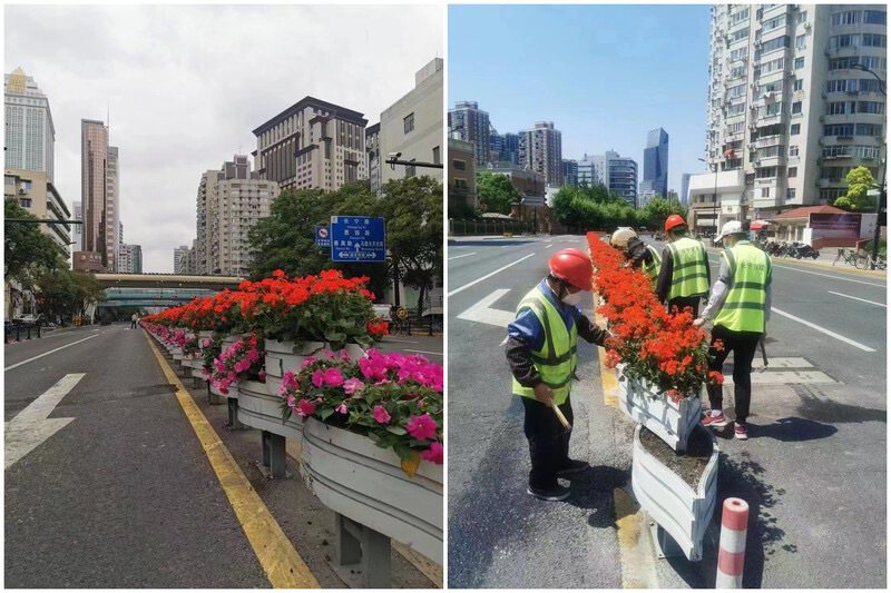 上海華山路近日開始更新道路中間隔離帶花卉，引發不少民眾揣測是否代表解封在即？（取...