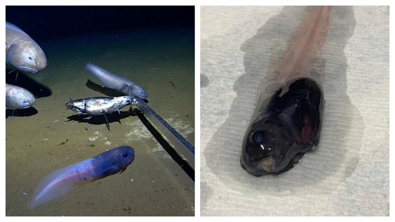 科學家發現新品種深海魚「果凍魚」，撈上岸會迅速融化。
 （圖/取自影片）