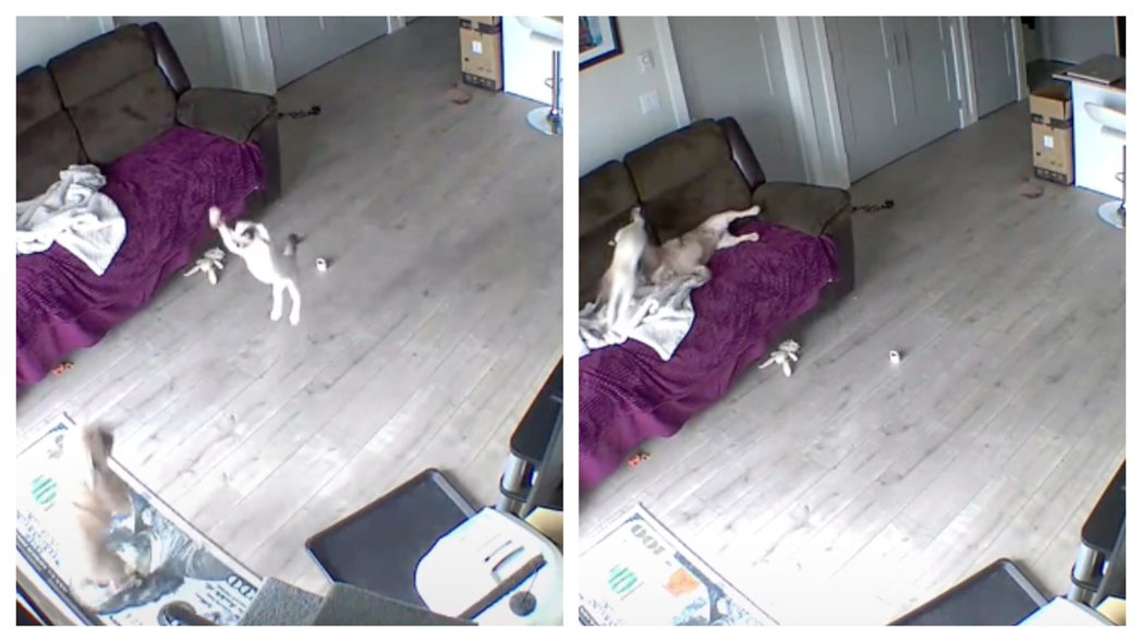 一貓一狗在家裡客廳戰的不可開交。 (圖/取自影片)