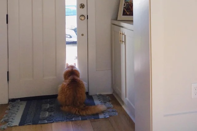 橘貓每天5點顧門等爸爸回家 媽看背影搖頭：在家工作很久了…